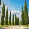 Italian Cypress Trees paint by number