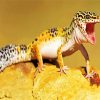 Leopard Gecko paint by number
