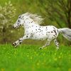 Little White Appaloosa paint by numbers