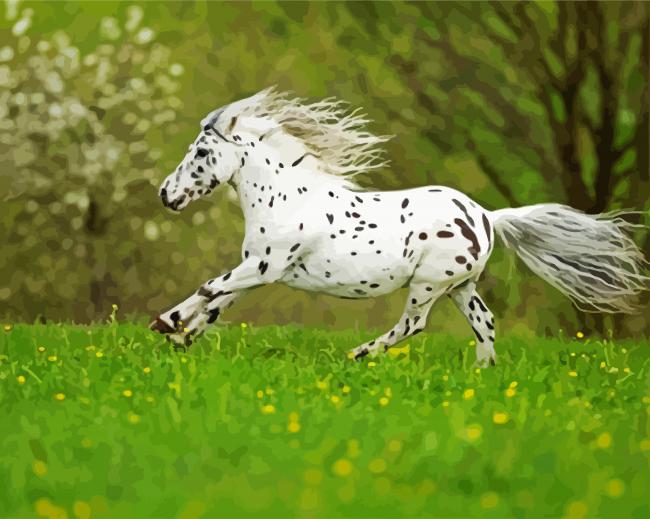 Little White Appaloosa paint by numbers