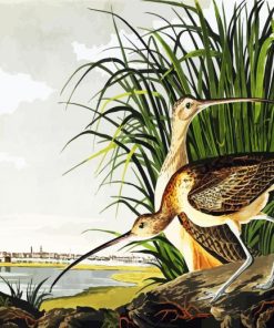 Long Billed Curlew By John James Audubon paint by number