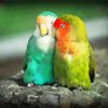 Lovebirds Parrots paint by number