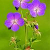 Meadow Cranesbill paint by number