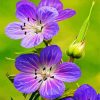Meadow Cranesbill Wild Flowers paint by number