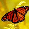 Monarch Butterfly Insect paint by numbers