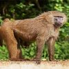 Baboon Monkey Animal paint by number