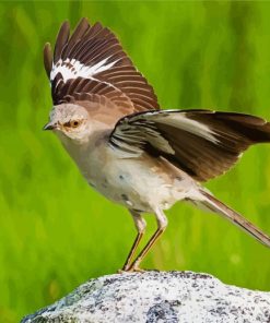 Northern mockingbird Animal paint by numbers