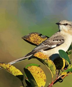 Northern mockingbird On Plants paint by numbers