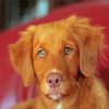 Nova Scotia Duck Tolling Retriever Dog paint by number