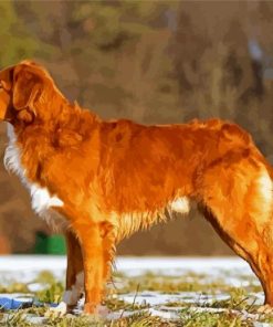 Nova Scotia Duck Tolling Retriever paint by number