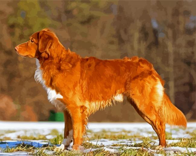 Nova Scotia Duck Tolling Retriever paint by number