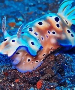 Nudibranch Fish paint by numbers