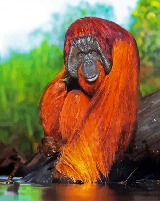 Orangutan Animal paint by number