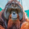 Cute Orangutan Monkey paint by number