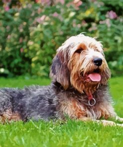 Otterhound Dog Animal paint by numbers