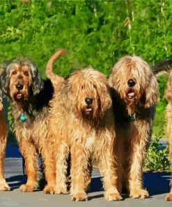 Otterhound Dogs Animals paint by numbers