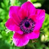 Pink Anemone Flower paint by number