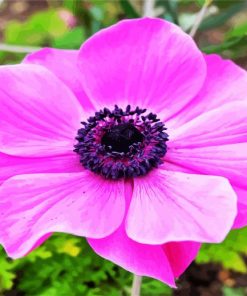 Pink Anemone paint by number