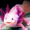 Pink Axolotl paint by number