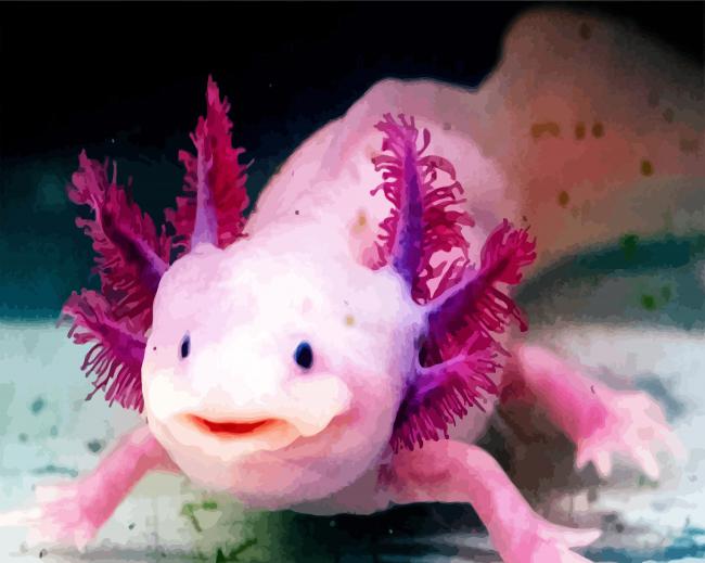 Pink Axolotl paint by number