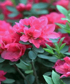 Pink Azaleas Flowers paint by number