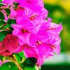 Pink Bougainvillea paint by number