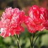 Pink Carnation paint by number
