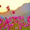 Pink Flower Meadow paint by number