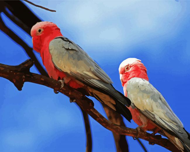 Pink Grey Cockatoo paint by number