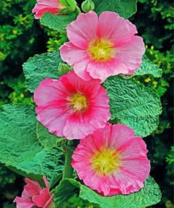 Pink Hollyhocks paint by number