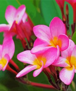 Pink Plumeria Frangipan paint by numbers