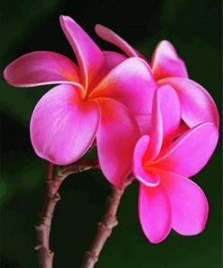 Pink Plumeria Flowers paint by numbers