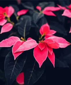 Pink Poinsettia paint by number