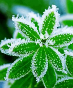 Plant Leaves Frost paint by number
