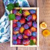 Plums Fruit paint by numbers