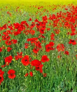 Poppies Meadow paint by numbers