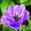 Purple Anemone Flower paint by number