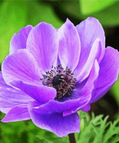 Purple Anemone Flower paint by number