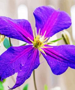 Purple Clematis paint by numbers