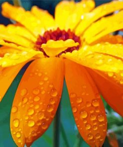 Raindrop On Flower paint by numbers