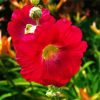 Red Blooming Hollyhocks paint by number
