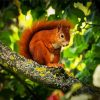 Red Squirrel On Tree paint by number