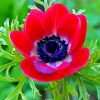 Red Anemone Flower paint by number