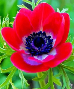 Red Anemone paint by number