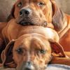 Ridgeback Puppies Animals paint by numbers