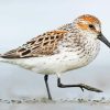 Sandpiper Bird Animal paint by numbers