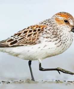 Sandpiper Bird Animal paint by numbers