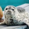 Cute Seal Animal paint by numbers