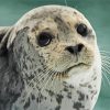 Cute Seal Face Animal paint by numbers