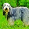 Sheepdog Animal paint by number